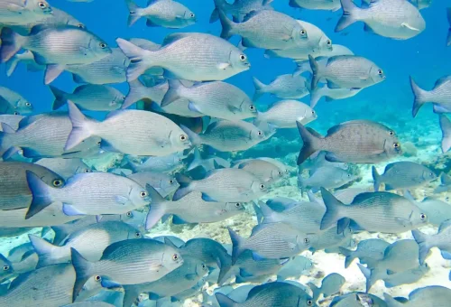 Large school of tropical fish underwater at Similan Islands Phuket.