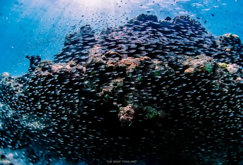 School of fish swimming over coral reef in Similan Islands.
