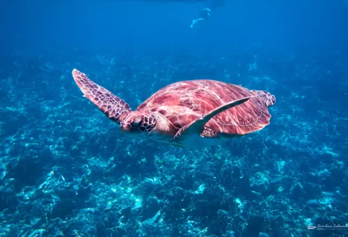 Sea turtle swimming over coral reef at Similan Islands Thailand.