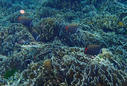 Coral reef with tropical fish underwater at Similan Islands, Thailand.