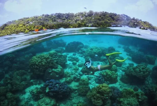 Snorkeler exploring coral reefs in Surin Islands, Thailand.