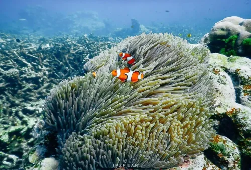 Clownfish swimming among anemones at Surin Islands coral reef.