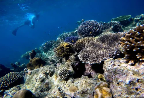 Snorkeler gliding above coral reef in Surin Islands.