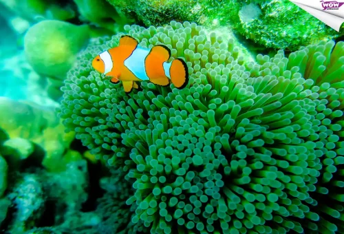 Close-up of clownfish at Surin Islands coral reef.