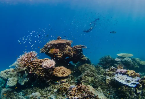 Snorkeler surrounded by tropical fish in Surin Islands.