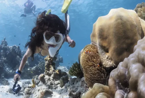 Snorkeler observing clownfish and anemone in Surin Islands coral reef.