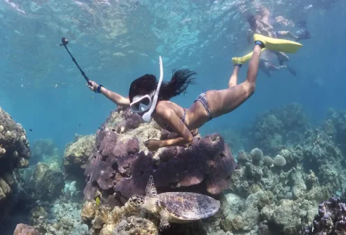 Moray eel swimming among coral reef at Surin Islands.