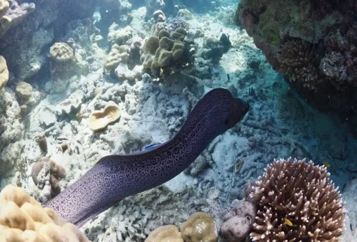 Half underwater view of coral reef and longtail boats at Surin Islands.