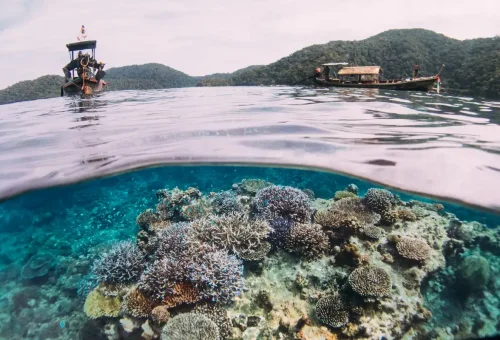 Close-up of diverse coral formations under the sea at Surin Islands.