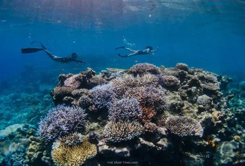 wow-surin-islands-tour-by-speedboat-phuket-travel-store (14)