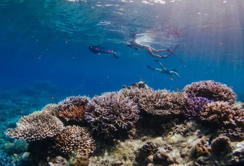 Group snorkeling over coral reefs in Surin Islands clear blue waters.