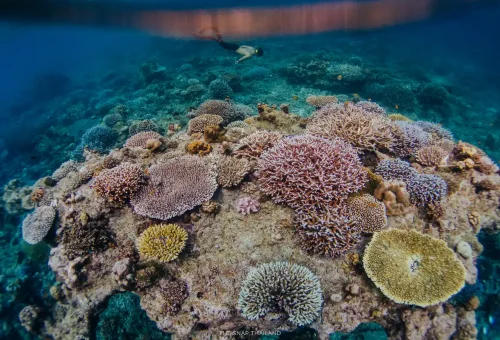 Snorkeler swimming above healthy coral formations at Surin Islands.