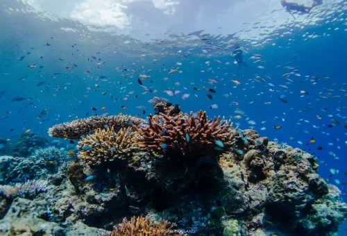 Colorful coral reef and tropical fish at Surin Islands snorkeling spot, Thailand.