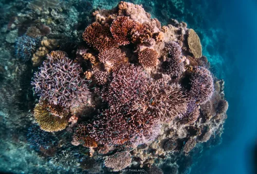 Snorkeler diving into coral reef near Surin Islands, Thailand.