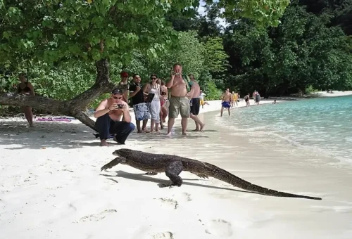 Monitor lizard walking on the beach at Koh Hong Krabi with tourists taking photos.