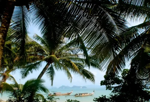 Longtail boats anchored in the sea, viewed through tropical palm trees in Krabi.