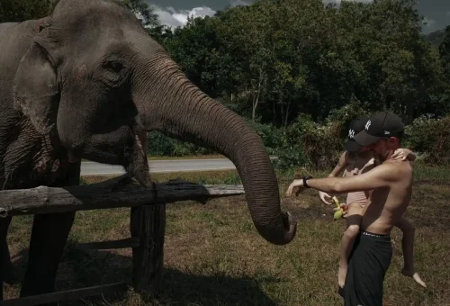 Tourist feeding a friendly elephant during Khao Sok Discovery day trip with Phuket Travel Store.