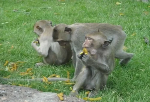 Group of monkeys eating fruit on the grass in Khao Sok.