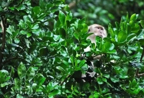 Monkey sitting in lush green trees in Khao Sok National Park.