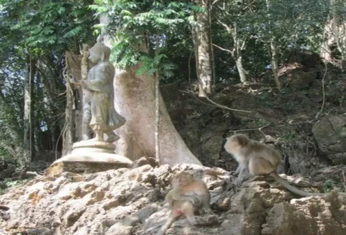 Buddha statue and wild monkeys at a temple stop during Khao Sok Discovery trip.