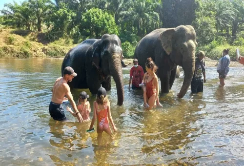 Family bathing elephants in a river during Khao Sok Discovery tour with Phuket Travel Store.
