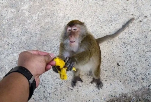 Tourist feeding a wild monkey with banana during Khao Sok Discovery tour.