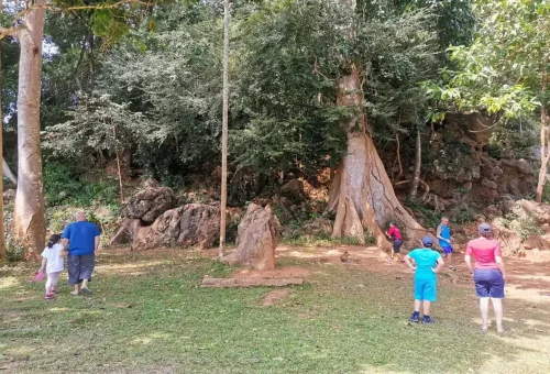 Visitors exploring giant rainforest tree at Khao Sok National Park.