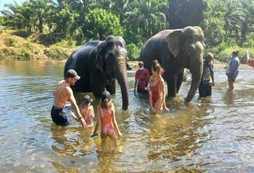 Tourists bathing elephants in Khao Sok river sanctuary.