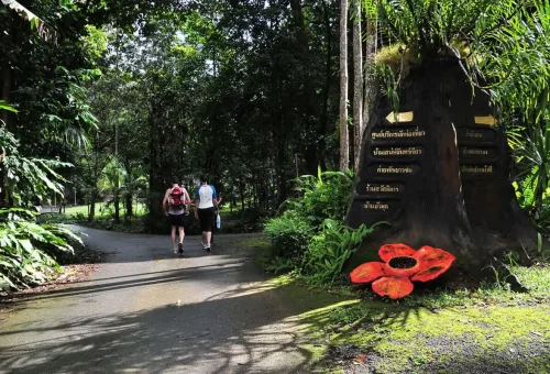 Tourists exploring the lush jungle trails in Khao Sok National Park.