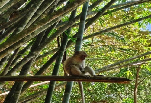 Monkey sitting on bamboo in the jungle of Khao Sok National Park.