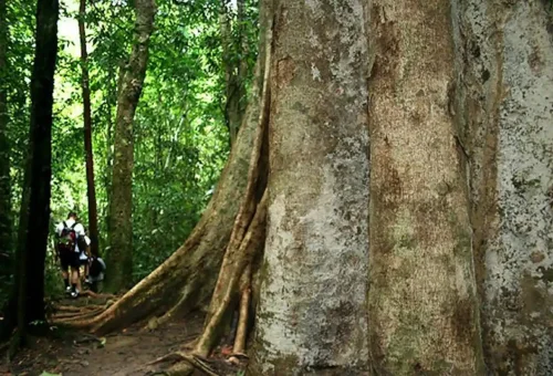 Giant rainforest tree on the jungle hiking trail in Khao Sok National Park.