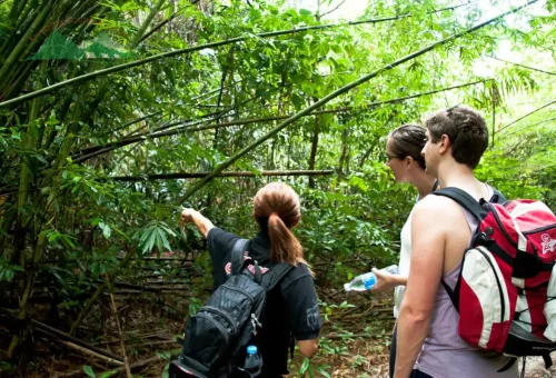 Guide explaining bamboo and jungle plants during a Khao Sok hike.
