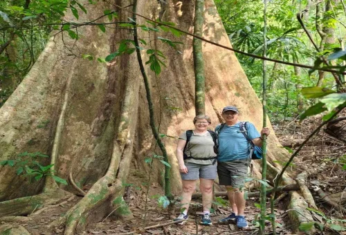 Travelers hiking near a giant rainforest tree in Khao Sok National Park jungle.