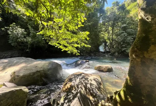 Flowing waterfall stream in the lush Khao Sok rainforest.