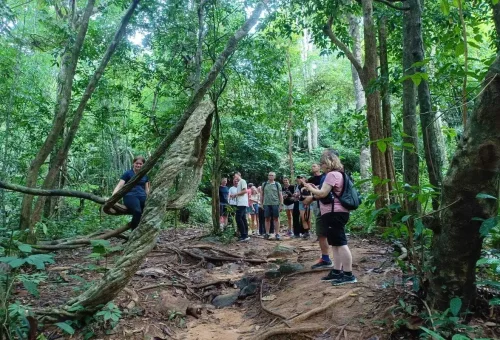 Tourists on guided jungle trek learning about Khao Sok rainforest.