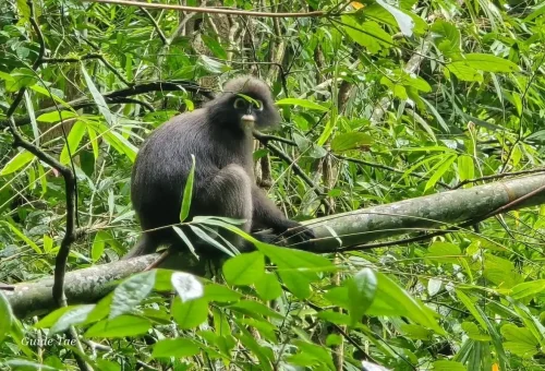Wild dusky leaf monkey spotted in Khao Sok National Park jungle.