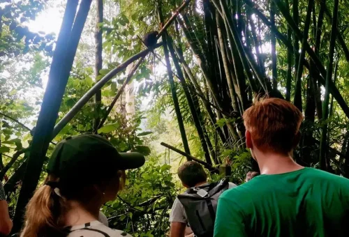 Tourists hiking in Khao Sok jungle surrounded by bamboo forest