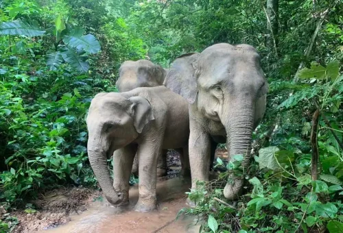 Wild elephants walking through the jungle near Cheow Lan Lake, Khao Sok.