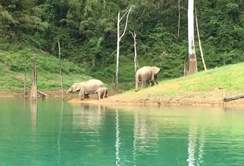 A family of elephants drinking water at Cheow Lan Lake, Southern Thailand.