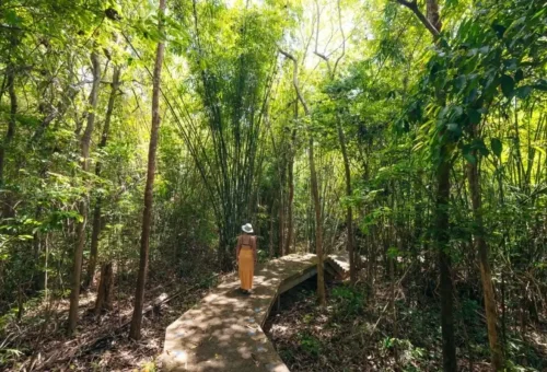 Pathway through the jungle leading to Emerald Pool Krabi.