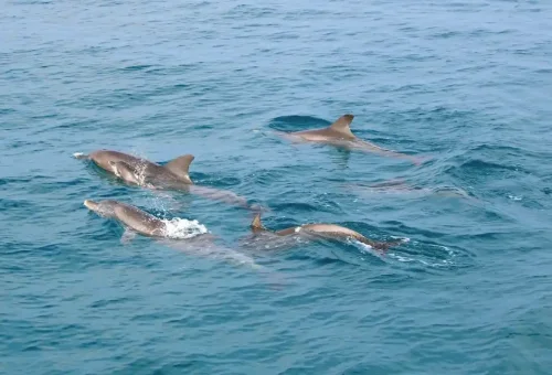 Dolphins near Maiton Island Phuket