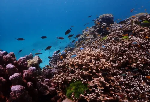 Coral reef and tropical fish at Raya Yai Island Phuket