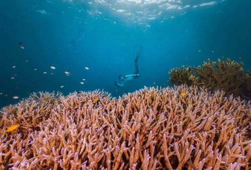 Vibrant coral reef and clownfish at Surin Islands snorkeling site.