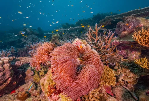 Freediver exploring healthy coral reefs at Surin Islands, Thailand.