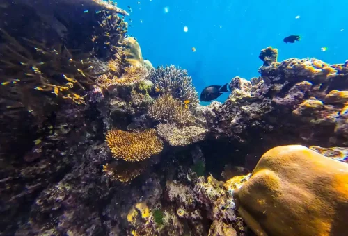 Coral reef close-up showing hard corals and tropical fish at Surin Islands