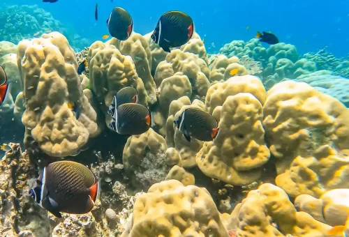 Colorful butterflyfish swimming around coral reef at Surin Islands Thailand