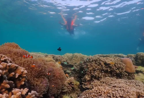 Snorkeler observing clownfish among anemones at Surin Islands Thailand