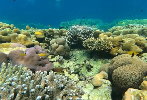 Colorful hard corals and tropical fish underwater at Surin Islands Thailand