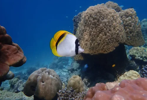 Yellow butterflyfish swimming near coral reef at Surin Islands Thailand