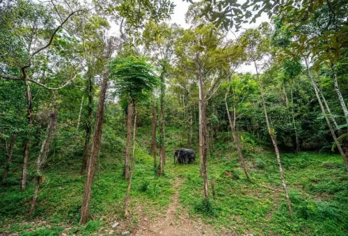 Elephant peacefully roaming in a lush green forest at Phuket Elephant Care Park.